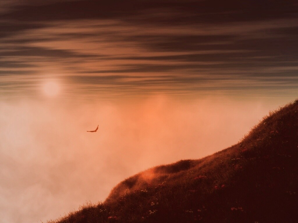 Птица парит над туманом обои