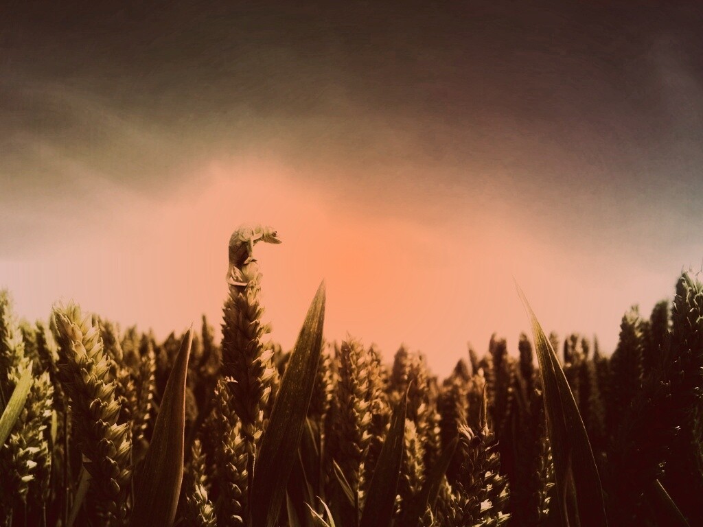 Маленький хамелеон на травинке обои