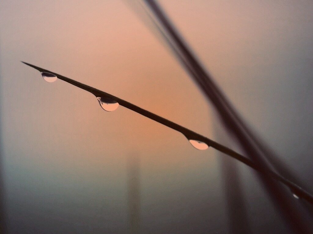 Трава после дождя обои