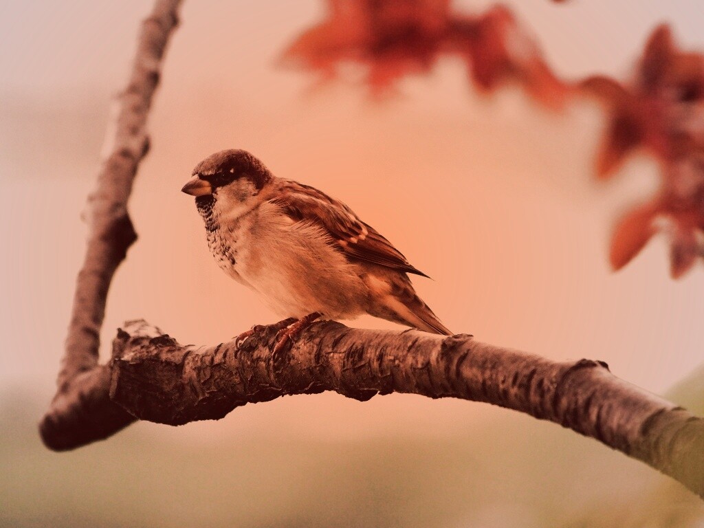Птичка на ветке обои