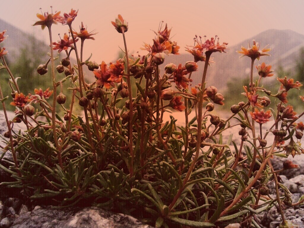 Горные цветы обои