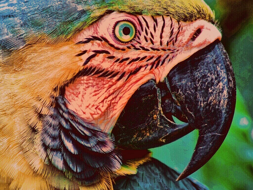 Попугай обои