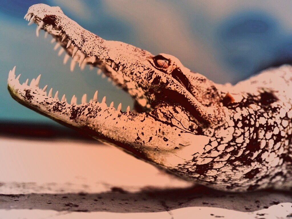 Крокодил разинул пасть обои