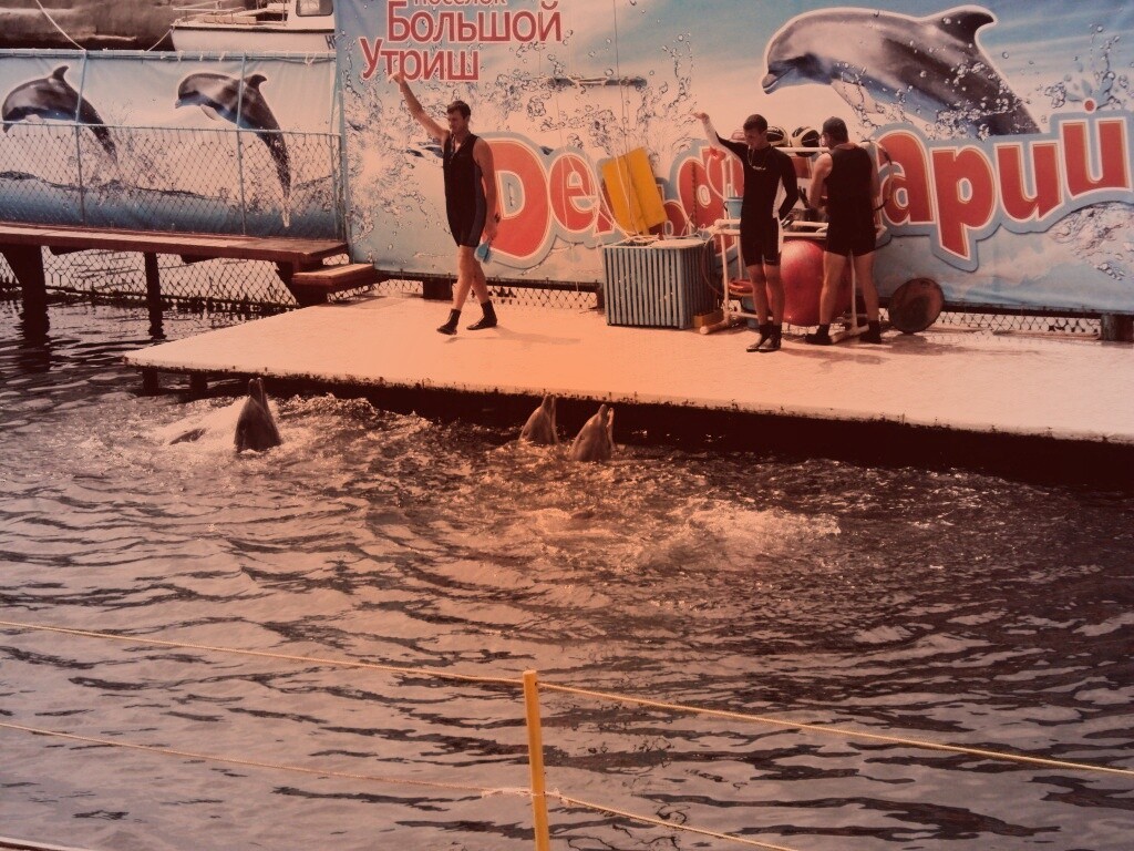 Утро в дельфинарии обои