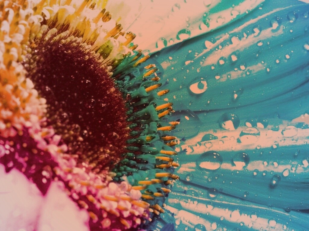 Цветик семицветик обои