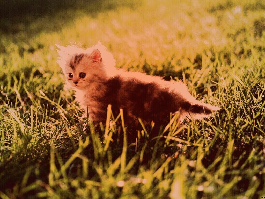 Котёнок в траве обои