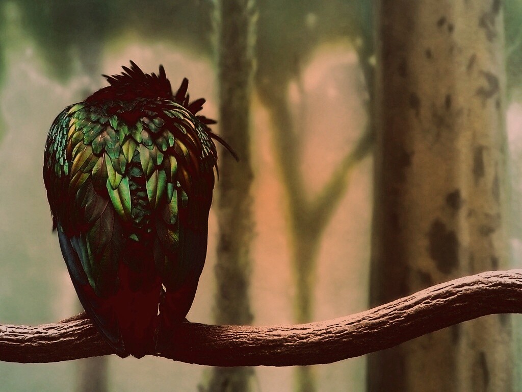 Птица спит на ветке обои