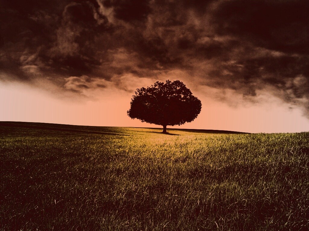 Одинокое дерево под грозовым небом обои