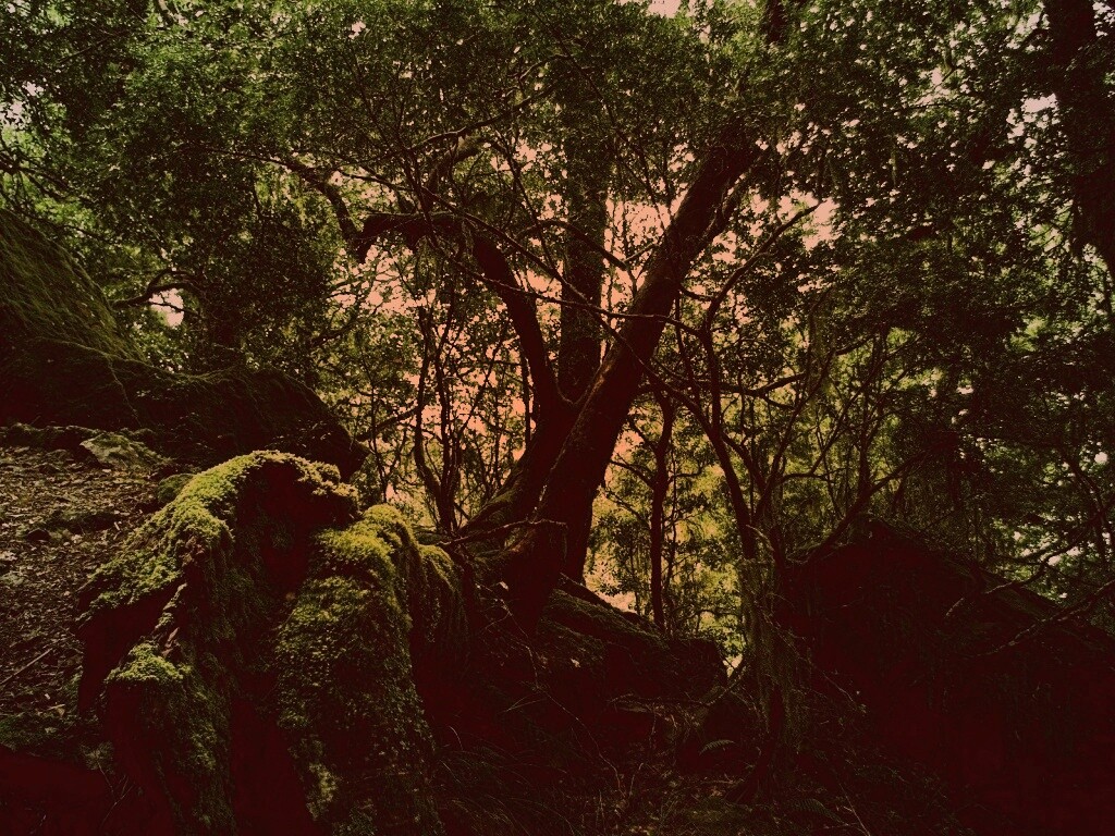 Чаща мшистого леса обои