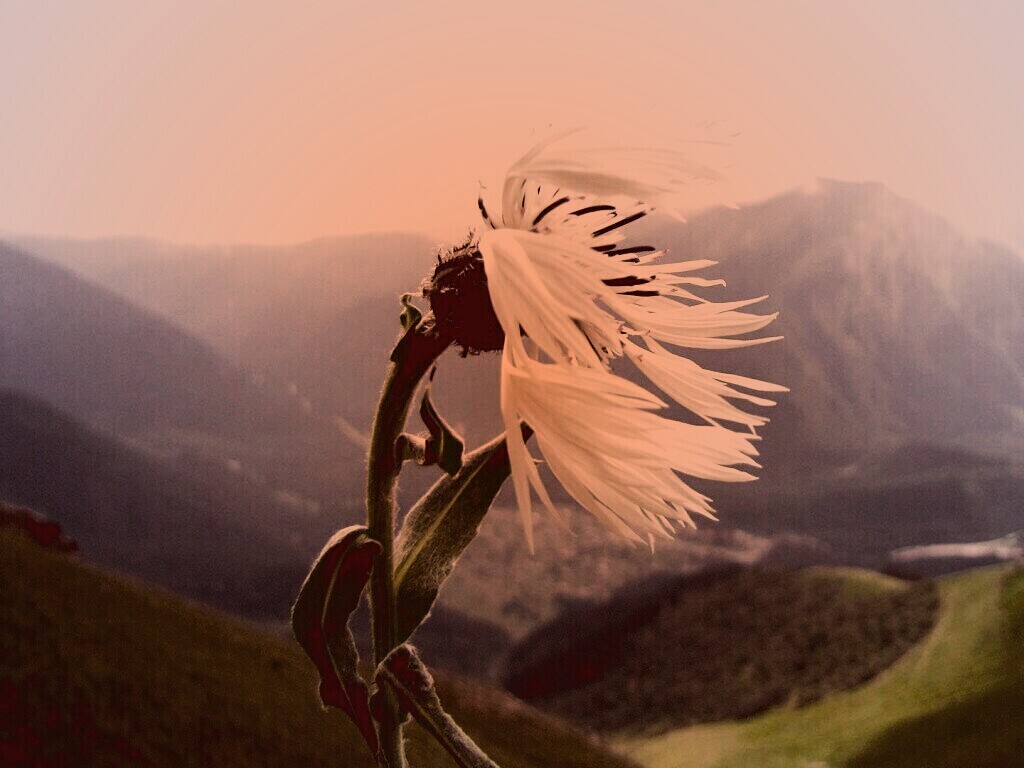 Горный цветок обои