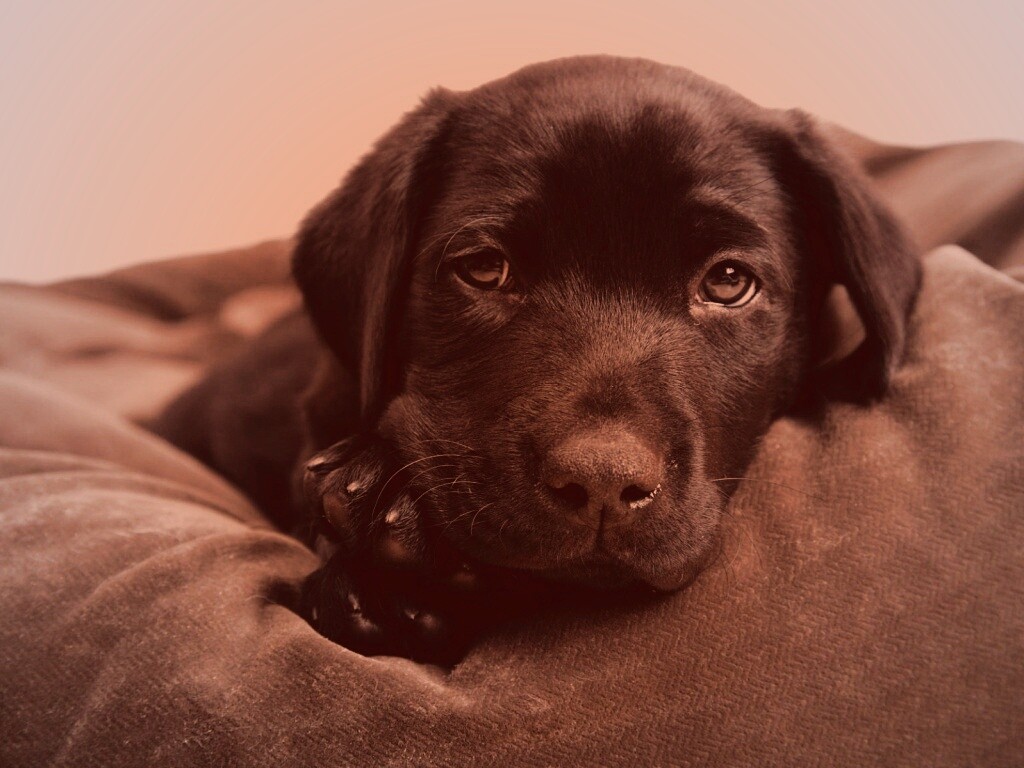 Сонный щенок немецкого поинтера обои