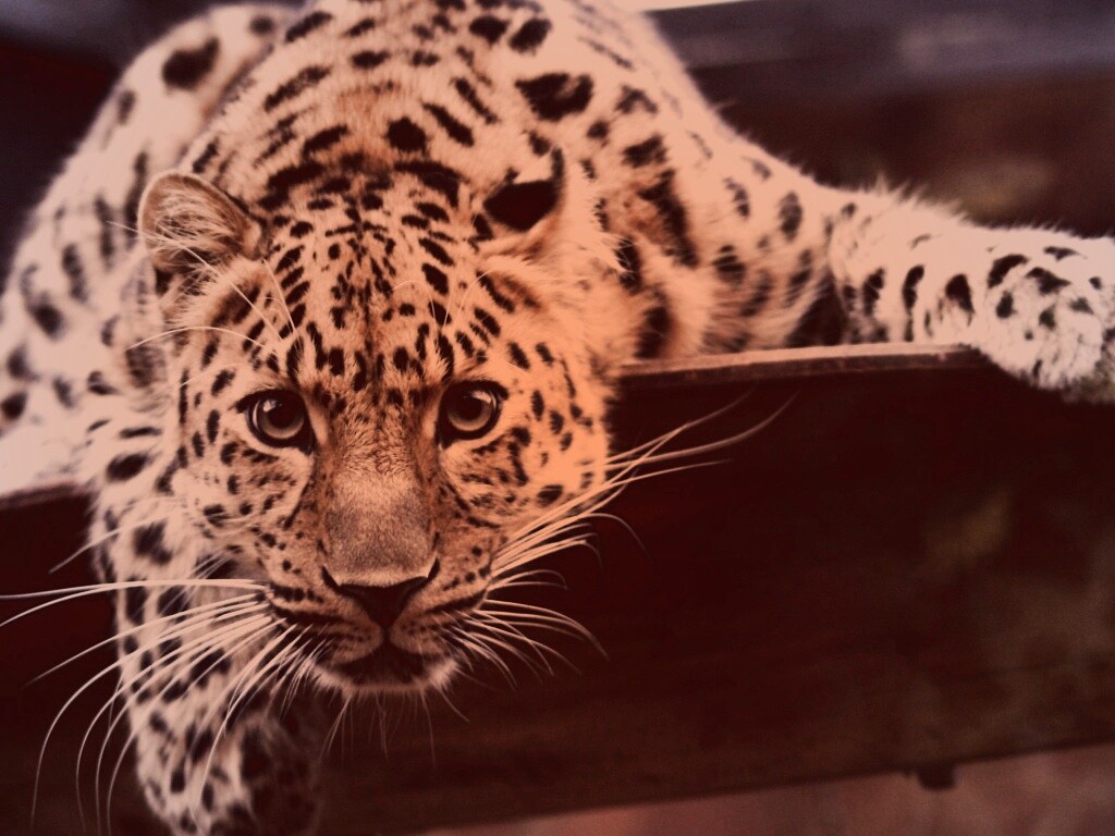 Леопард в зоопарке обои