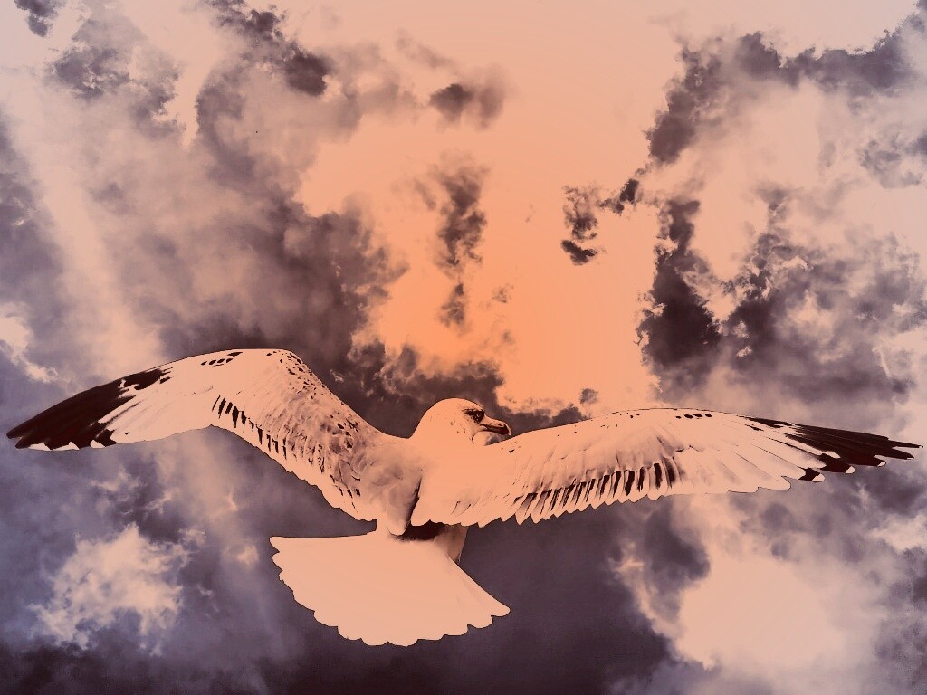 Гордая птица в полете обои