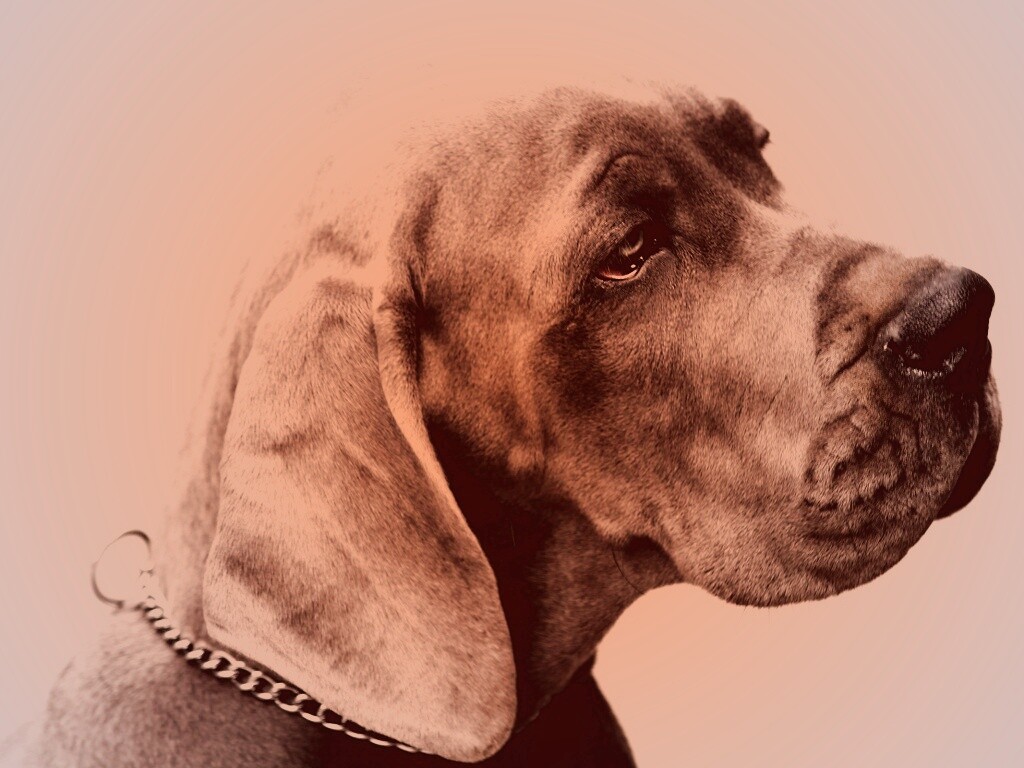 Грустная собака обои