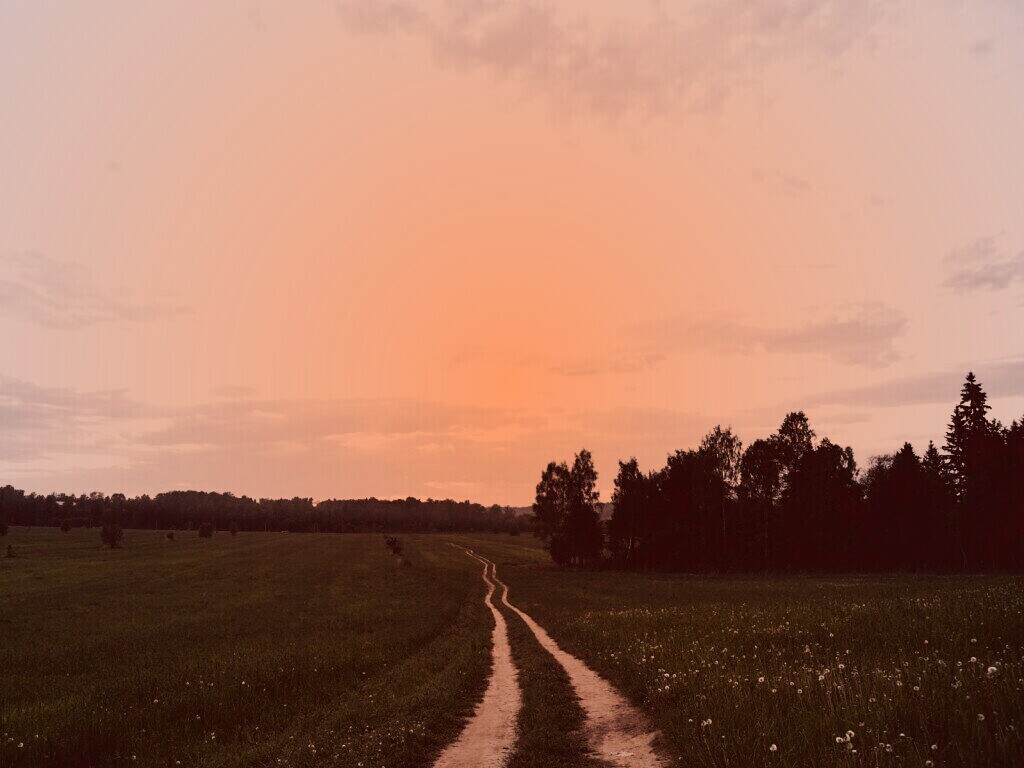 Дорога к лесу обои