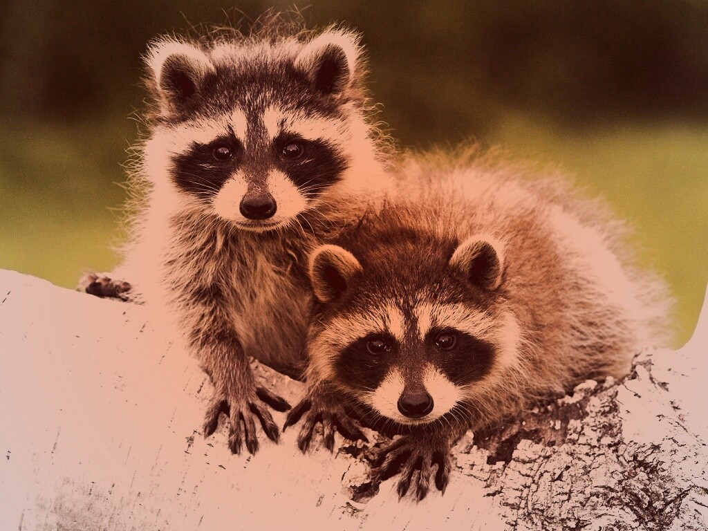 Полосатики обои