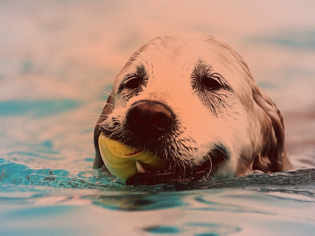 Пёс с игрушкой в зубах обои