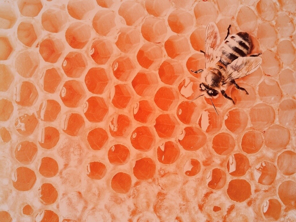 Пчела на сотах с медом обои
