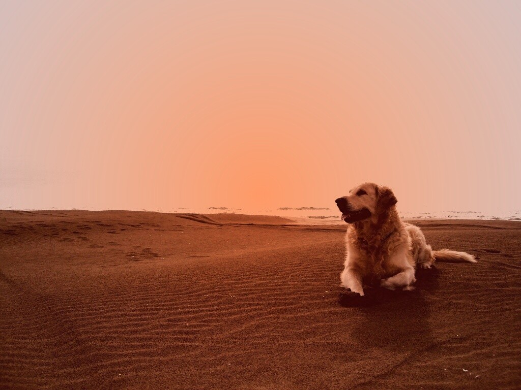 Красивая собака на оранжевом песке обои