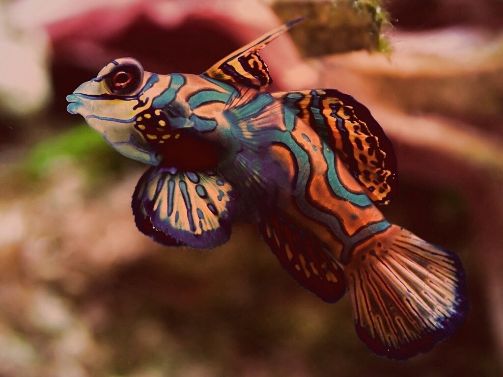 Разноцветная рыбка обои