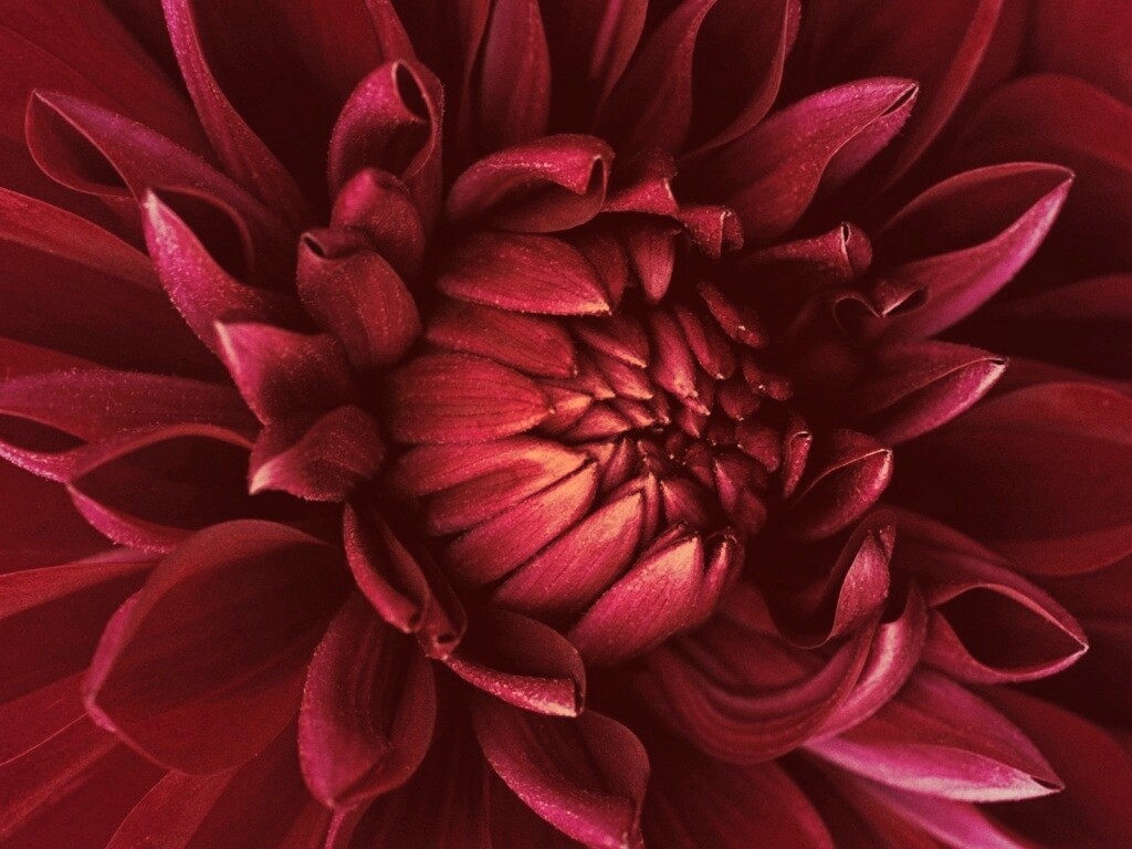 Цветок обои