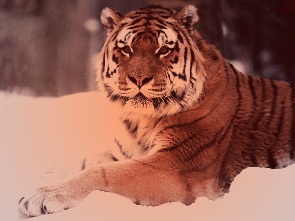 Тигр в снегу обои