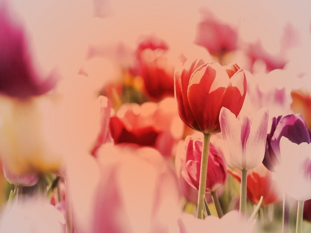 Красивые тюльпаны обои