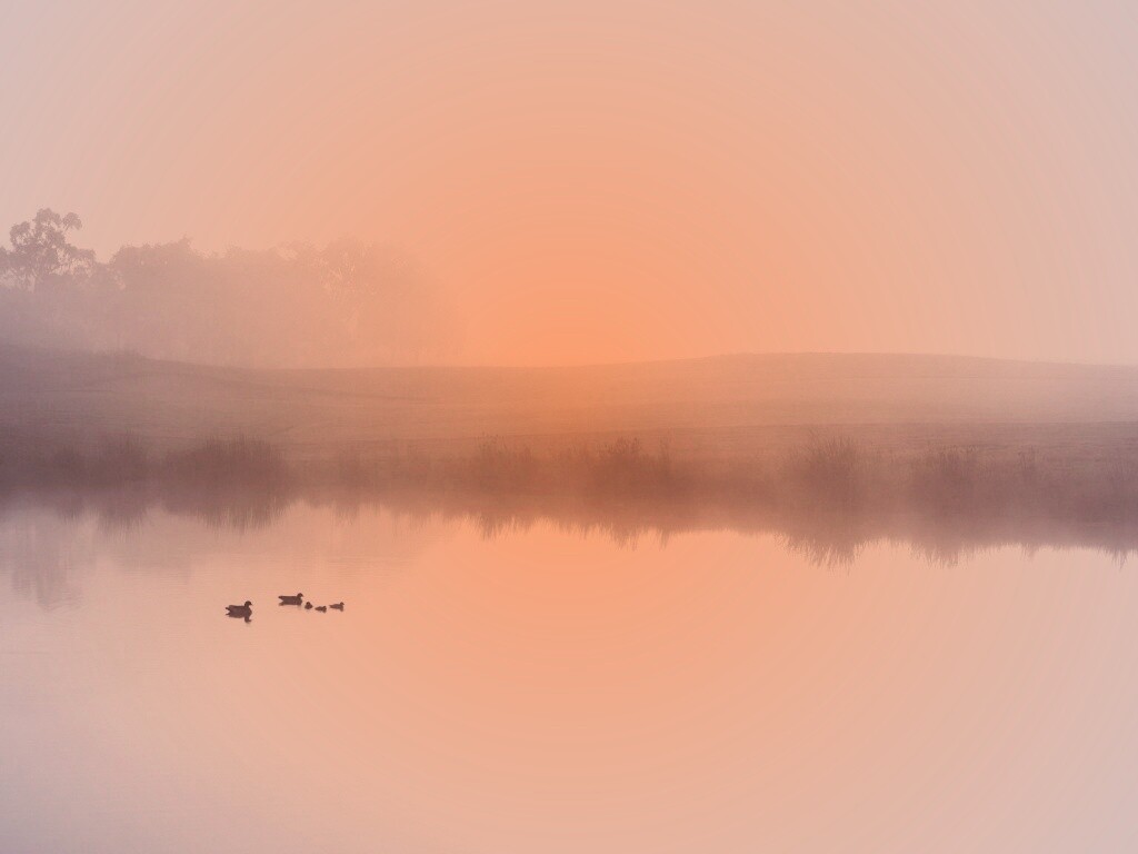 Ducks on a Misty Pond обои