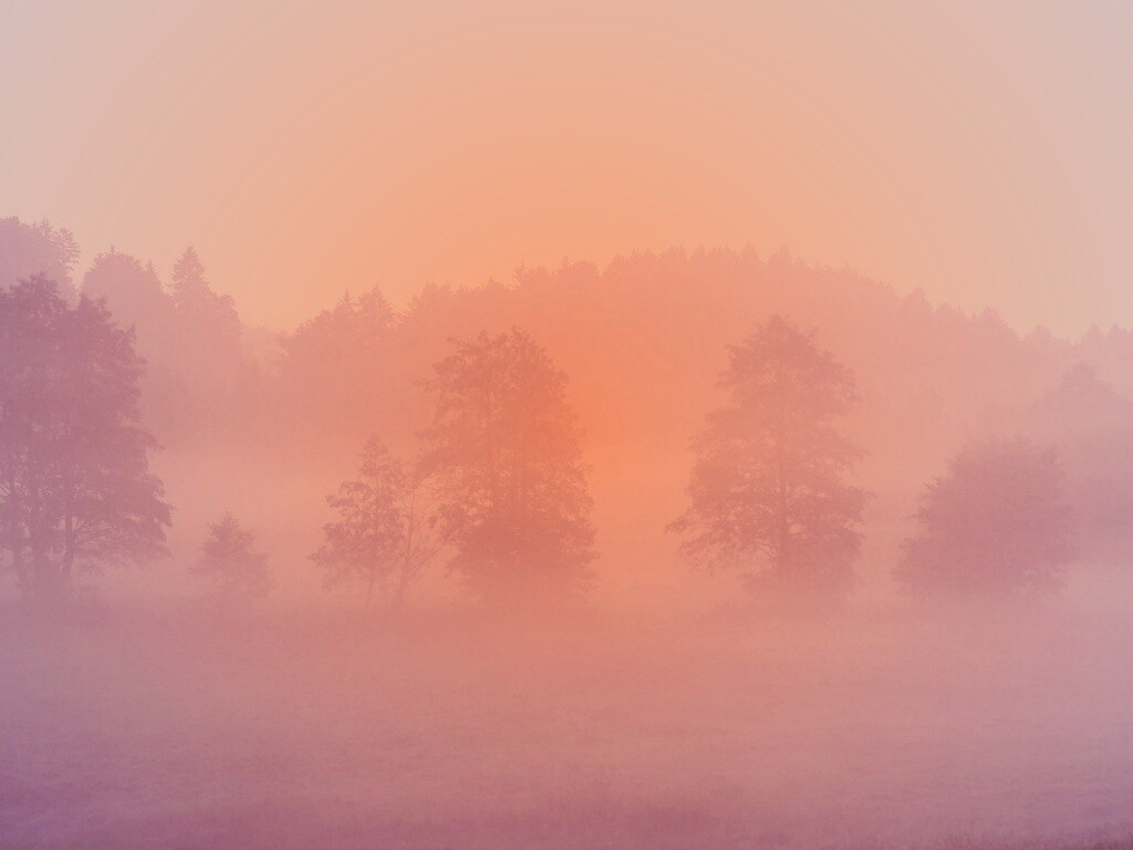 Розовый лес обои