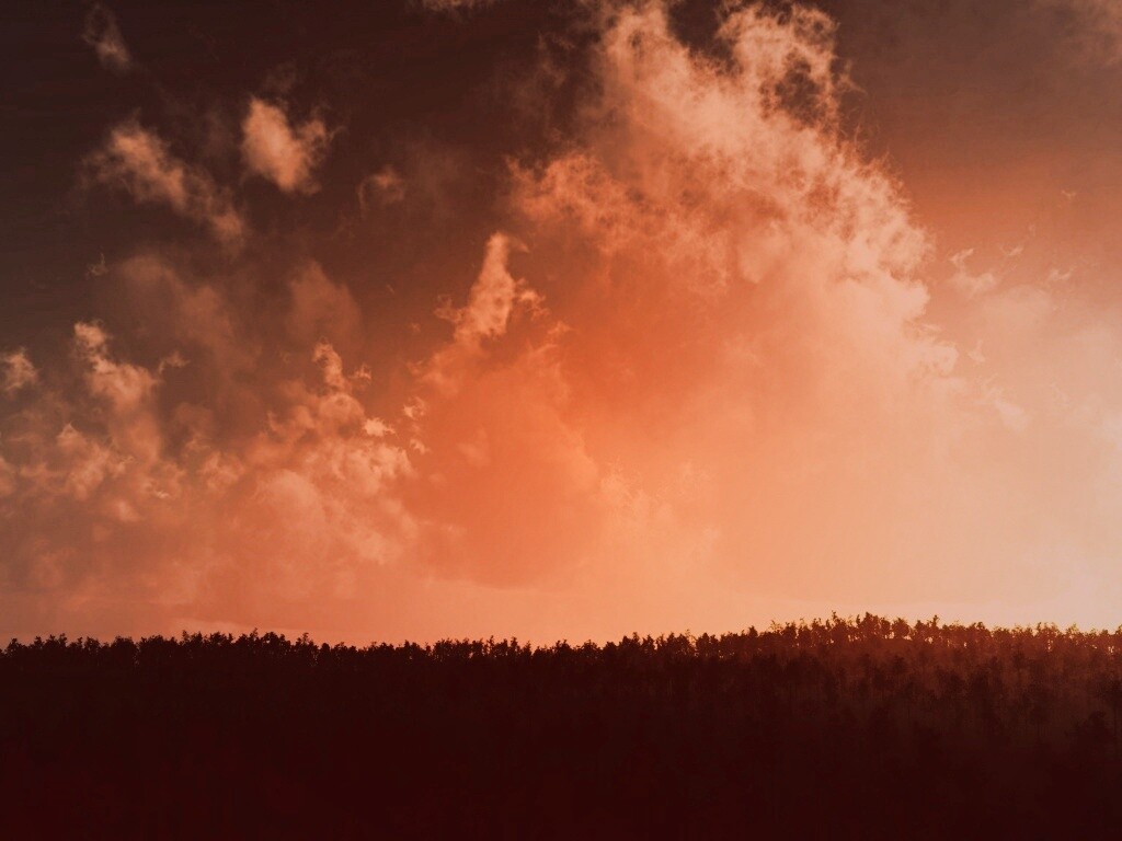 Закат над лесом обои