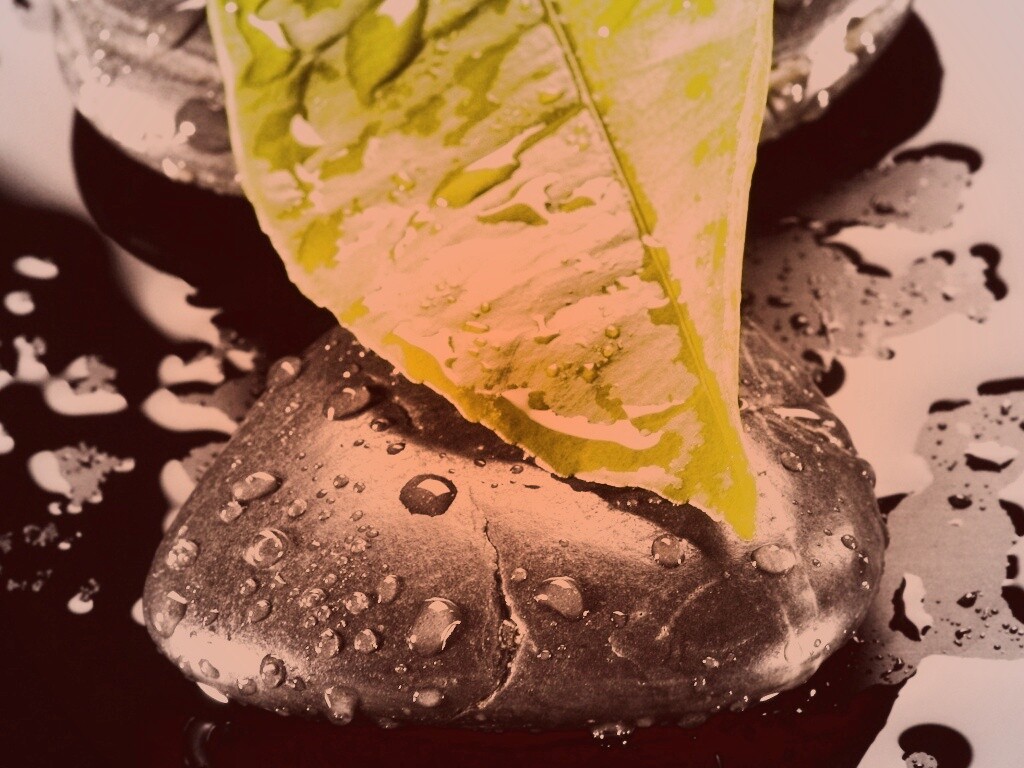 Зеленый лист на черных камнях обои