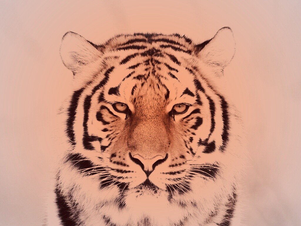 Красавец тигр обои