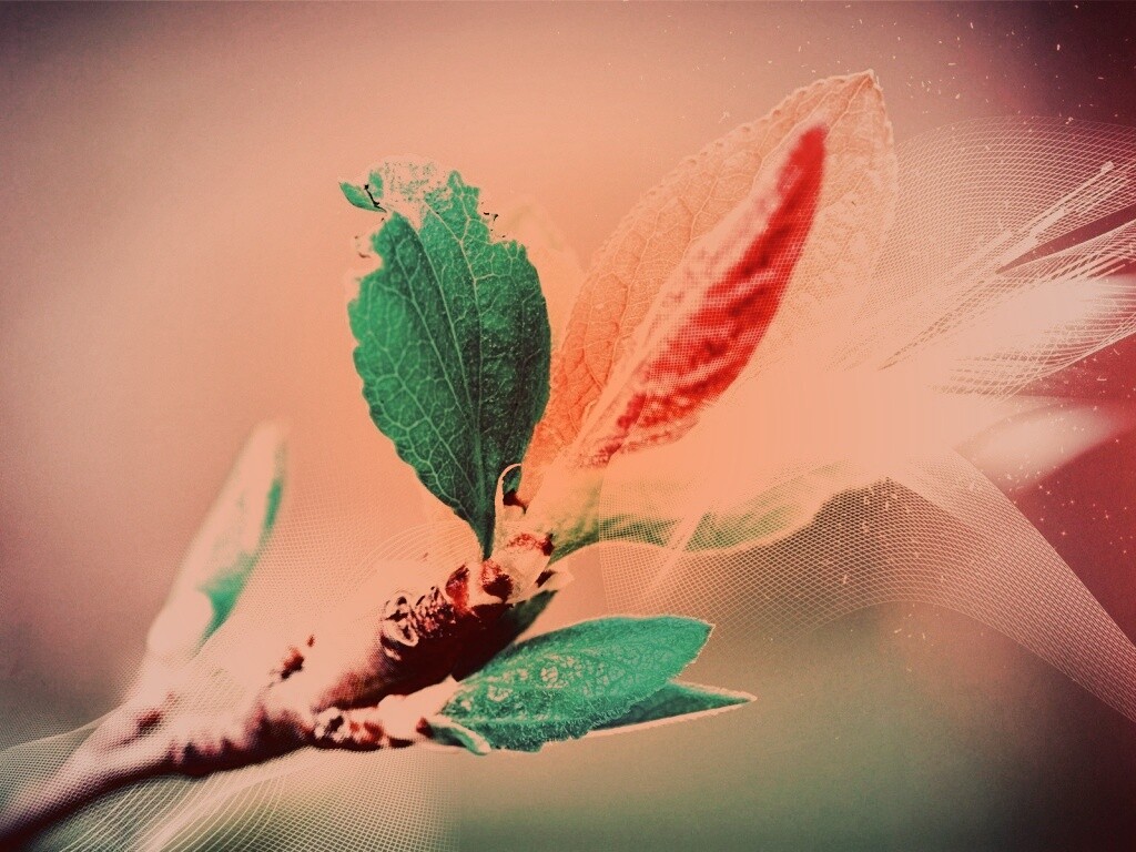 Разноцветные листья обои