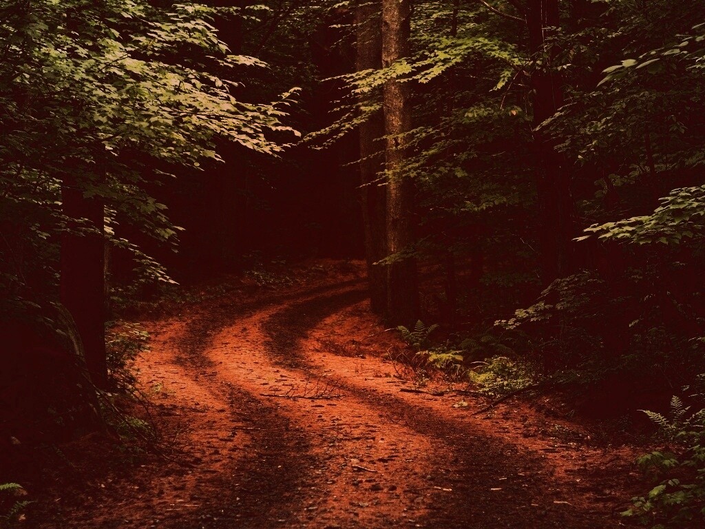 Лесная дорога обои