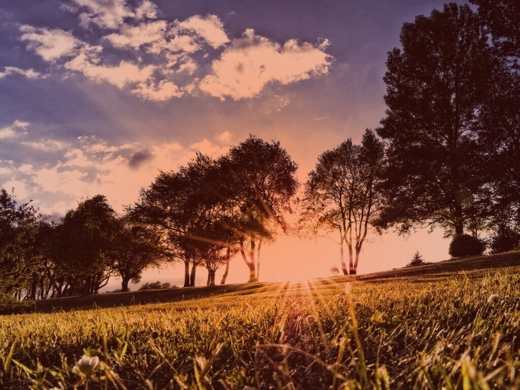 Лучи солнца на траве обои