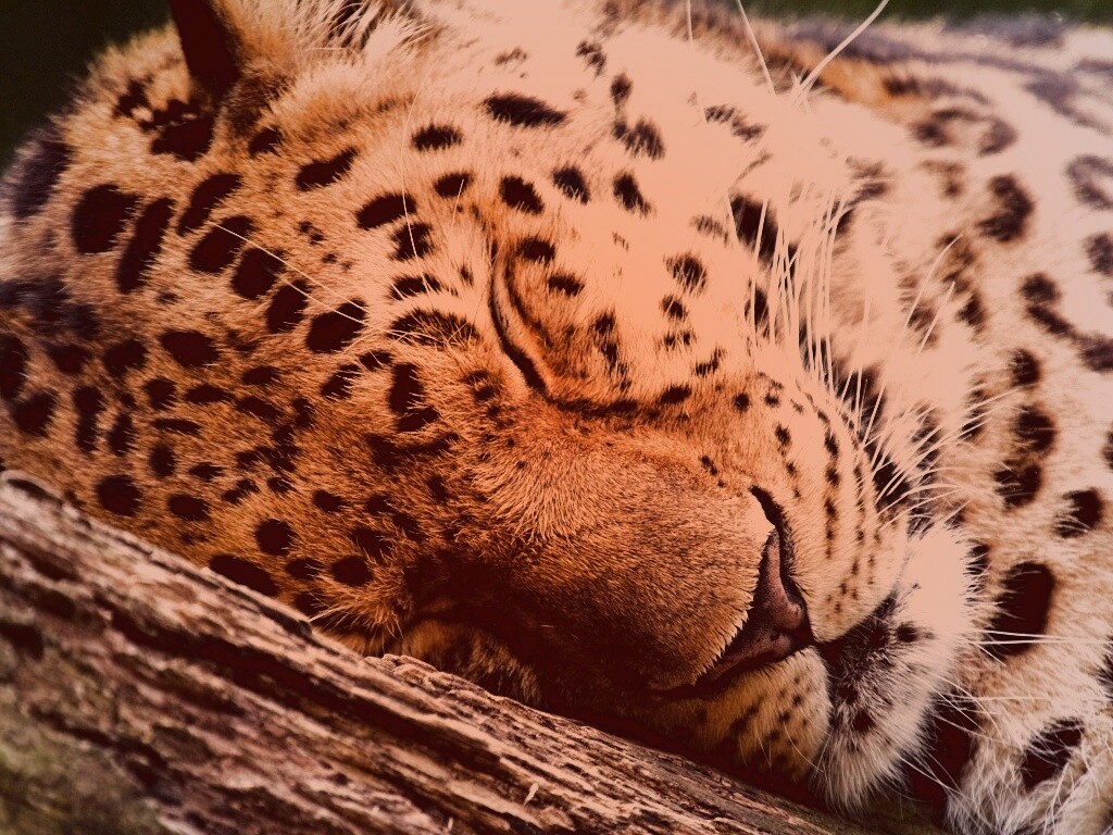 Спящий хищник обои