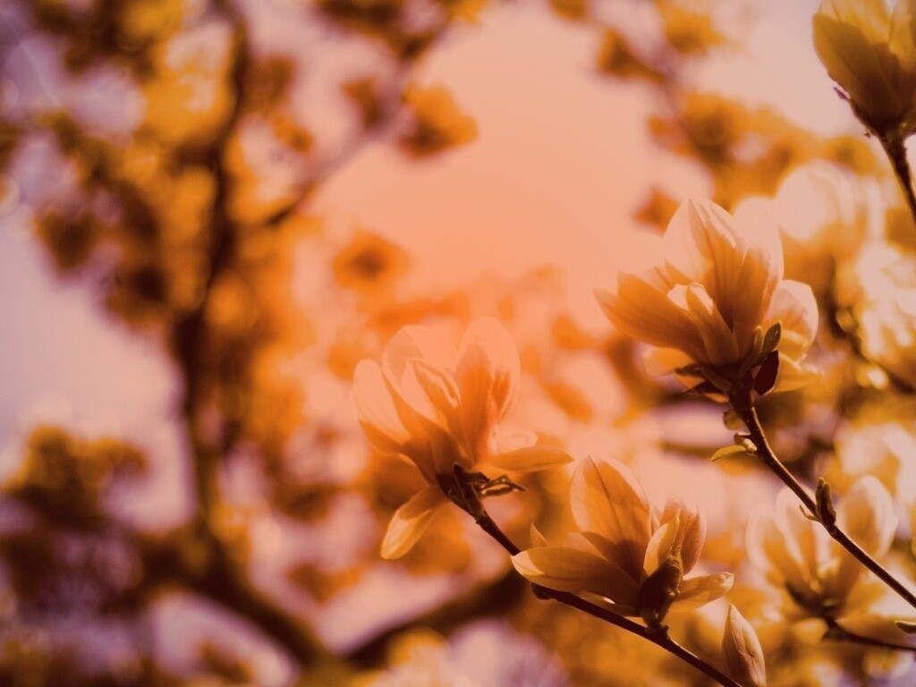 Желтые цветы распустились обои