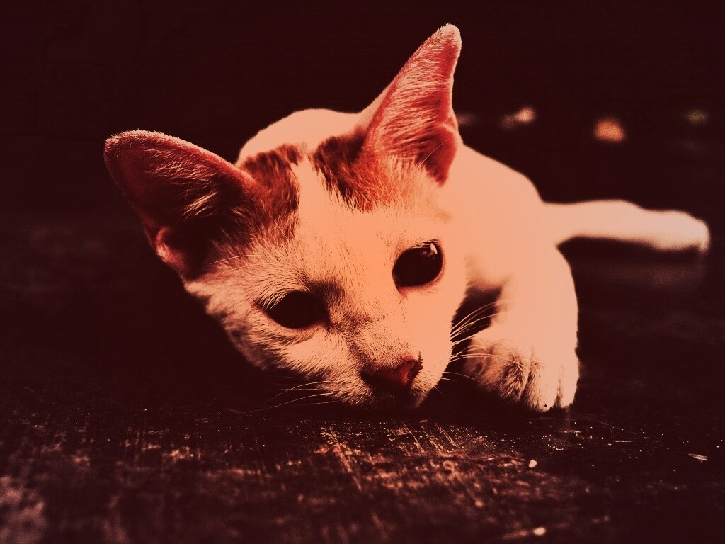 Белый кот на черном полу обои