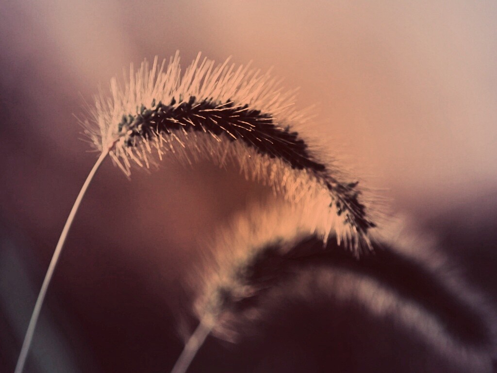 Травинка обои