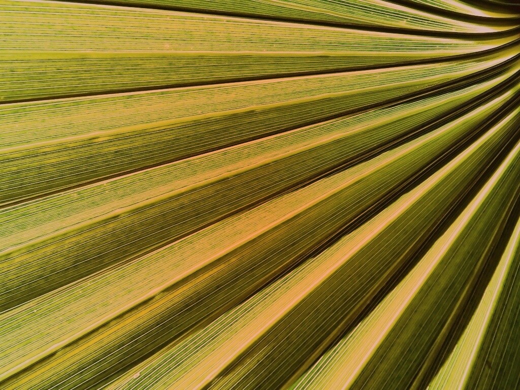 Зеленый пальмовый лист обои