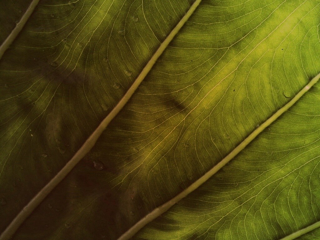 Прожилки на листе обои