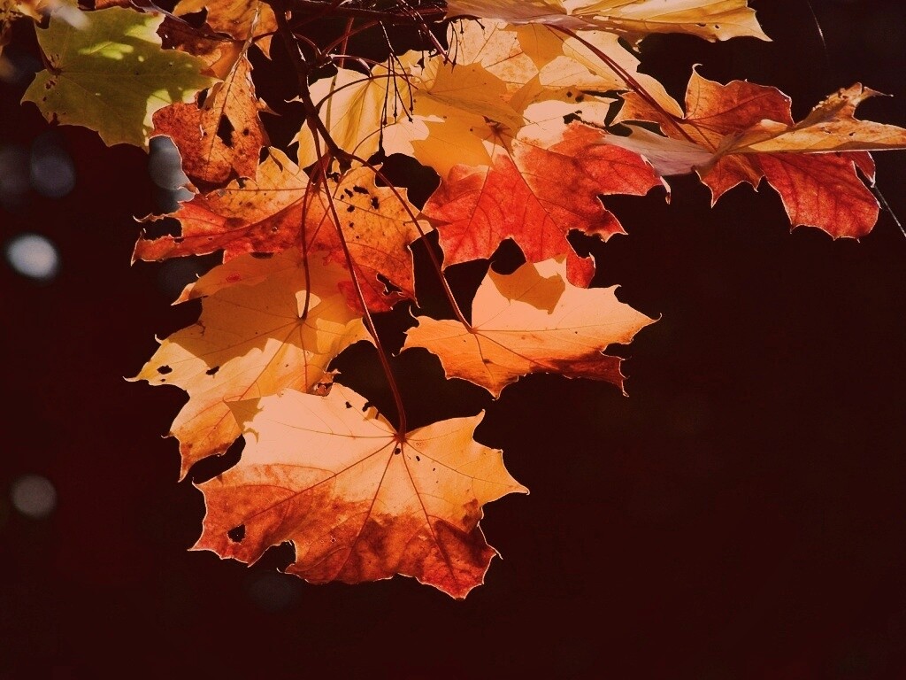 Колоритные осенние листья обои