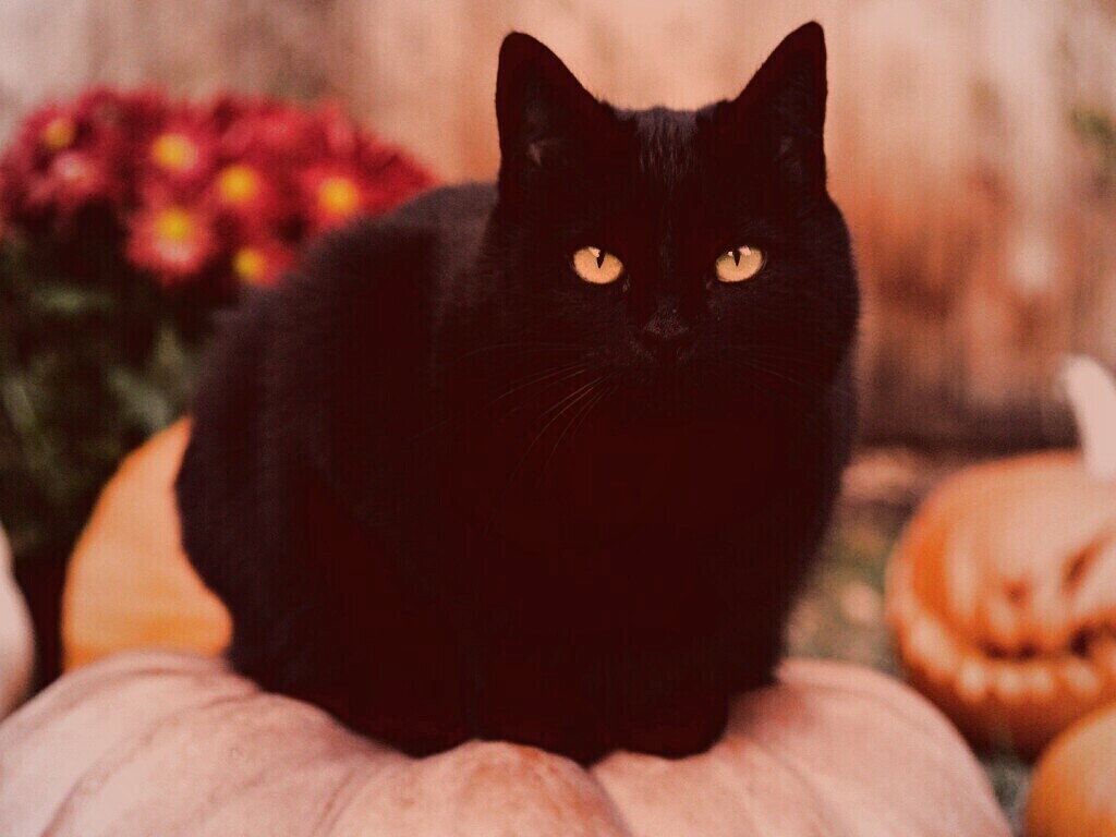 Чёрный кот на тыкве обои