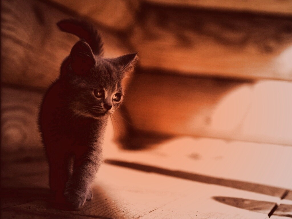 Маленький дымчатый котенок обои