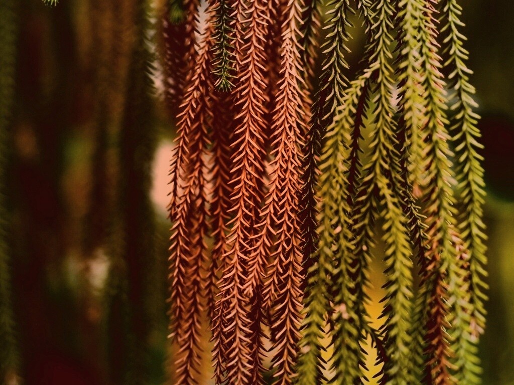 Зеленые колючки обои