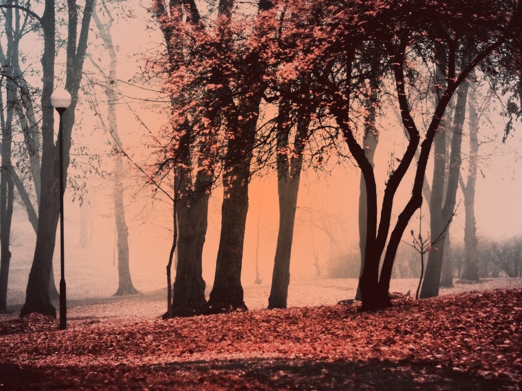Парк красных листьев обои