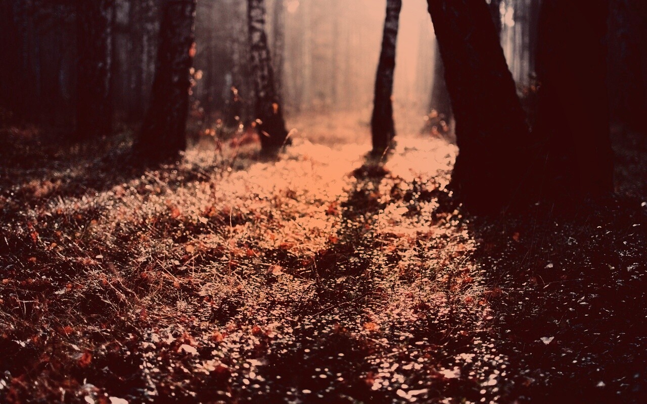 Лесная земля обои