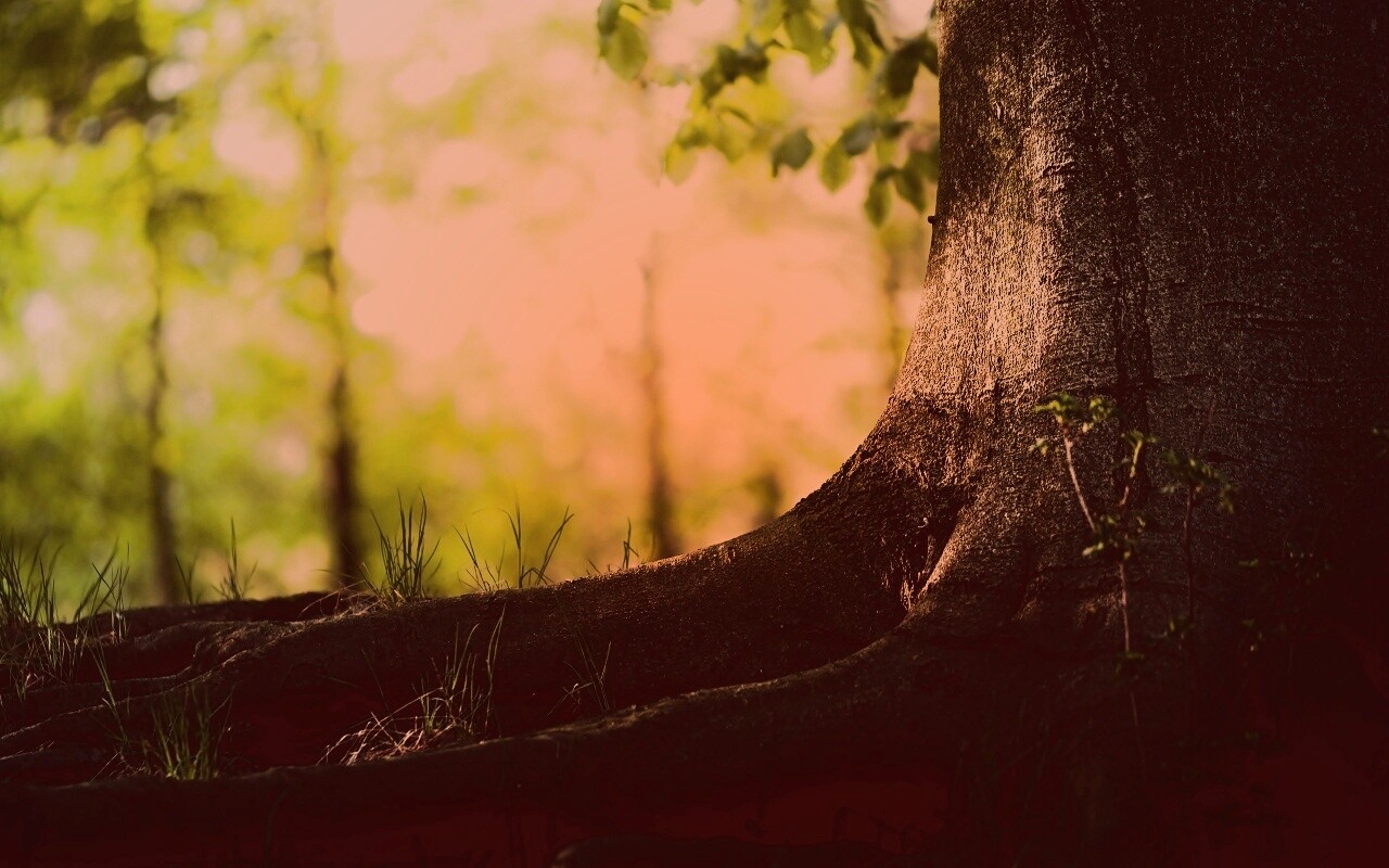 Корни дерева обои