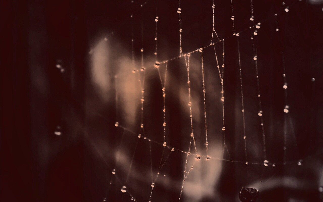 Роса на паутине обои