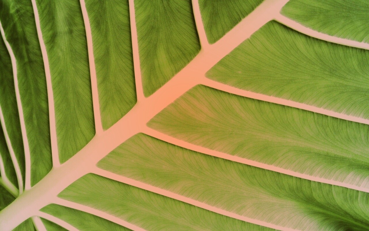 Пальмовый лист обои